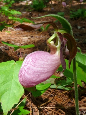 {Cypripedium acaule}